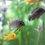 シュタットホテル ホテル