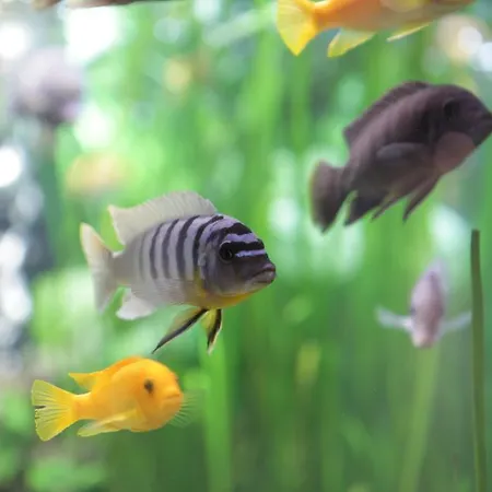 シュタットホテル ホテル